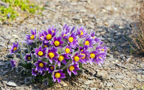 Pasque flower — Stock Photo, Image