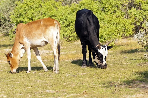 Zebu — Zdjęcie stockowe