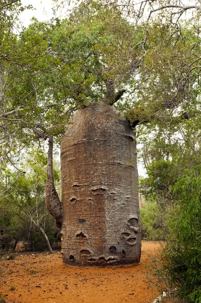 Baobábfa — Stock Fotó