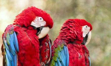 Red-and-green macaw clipart