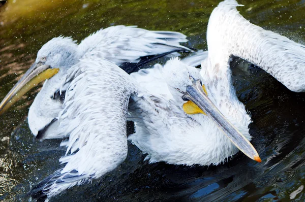 Pelican — Stock Photo, Image