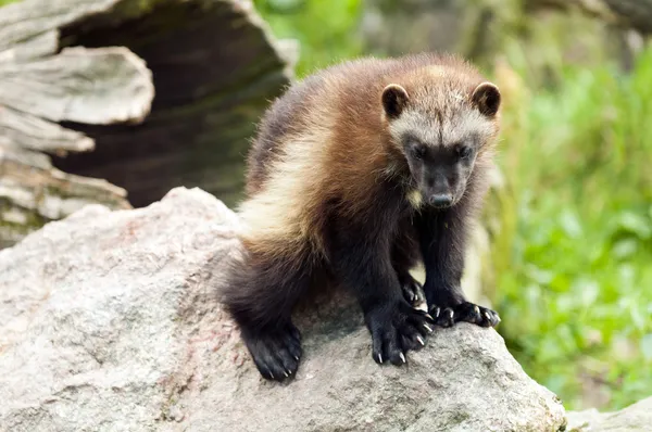 Wolverine... — Fotografia de Stock