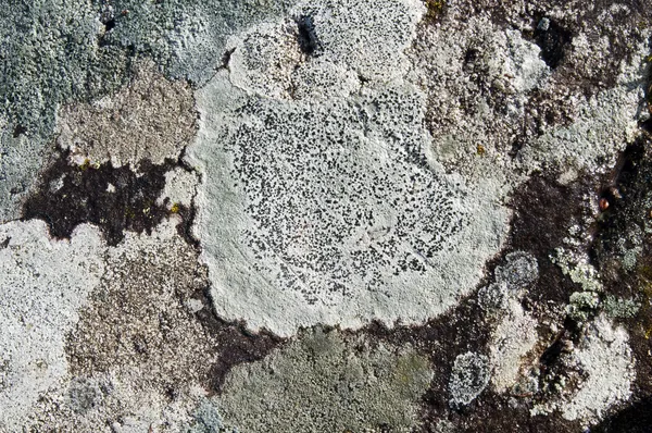 Lichens sobre piedra — Foto de Stock