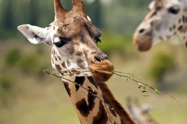 Giraffe — Stockfoto