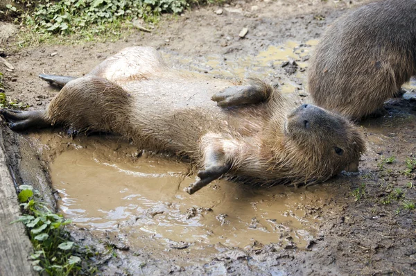 Capybara — Φωτογραφία Αρχείου