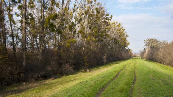 El paisaje otoñal con árboles —  Fotos de Stock