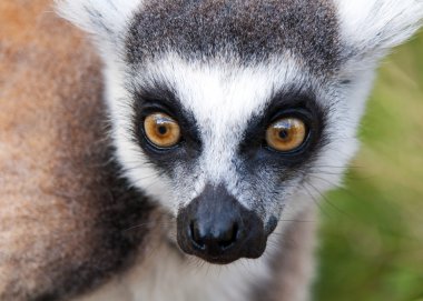 Lemur