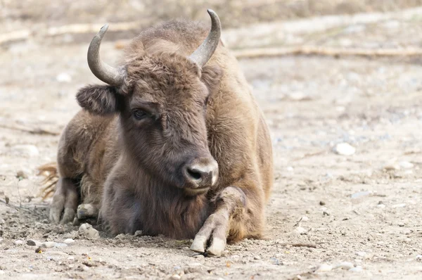 Bisonte europeo — Foto Stock