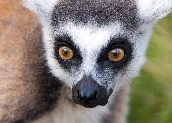 Lemur — Stock Photo, Image