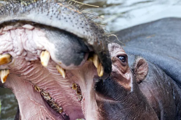 Hippo (nijlpaard) — Stockfoto