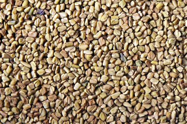 Dried fenugreek seeds — Stock Photo, Image