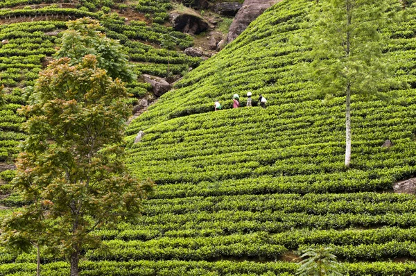 Plantación de té —  Fotos de Stock