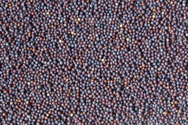 Brassica nigra (siyah hardal)