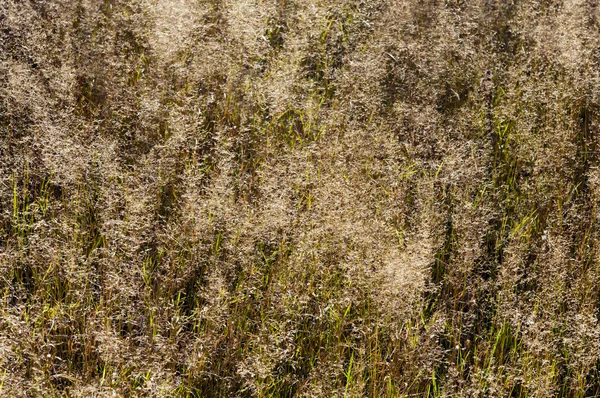 Трава (фон ) — стокове фото