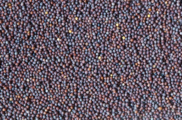 Brassica nigra (mostarda preta ) — Fotografia de Stock