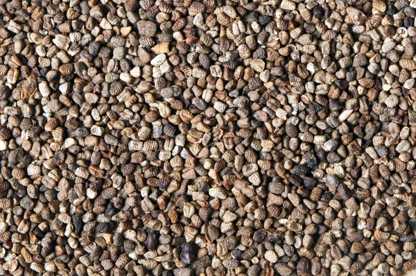 Black cardamom (or cardamon) seeds — Stock Photo, Image
