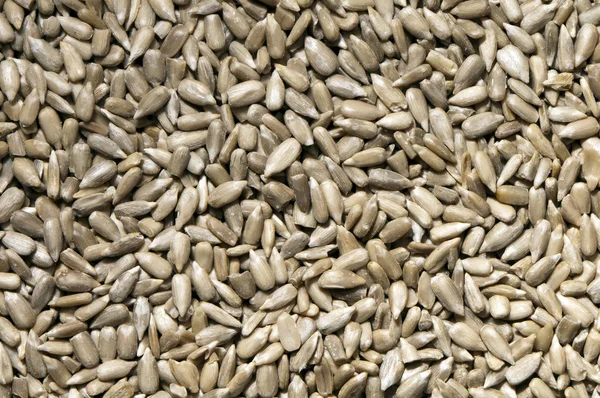 Sunflower seeds — Stock Photo, Image