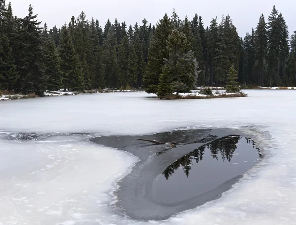 Lagoa e floresta no inverno — Fotografia de Stock