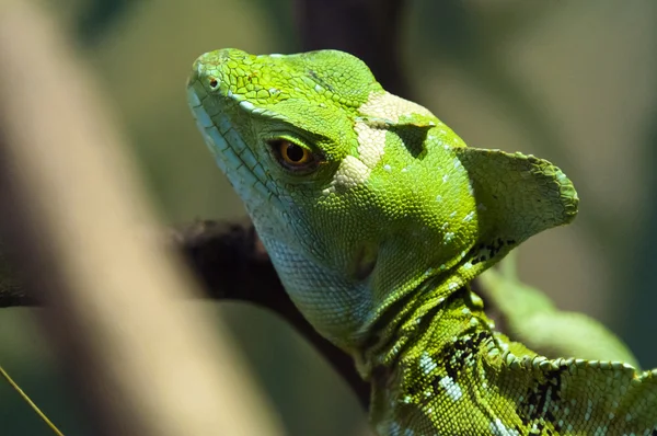 Groene basilisk — Stockfoto