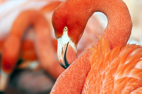 Flamingo — Fotografia de Stock