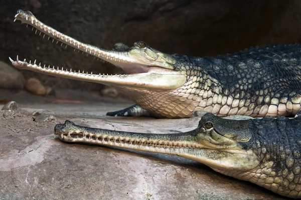 Gharials — Stok fotoğraf