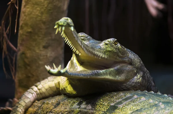 Gharial — стокове фото