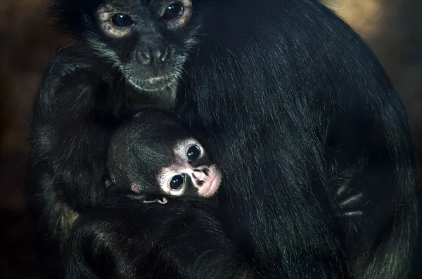 Baby Geoffroys spider monkey — Stockfoto