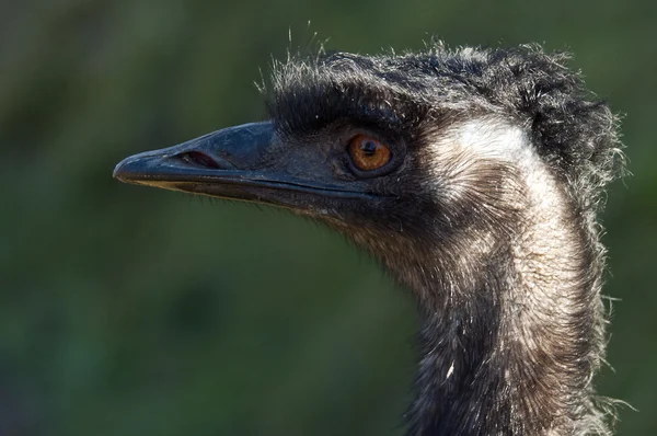 EMU huvud — Stockfoto