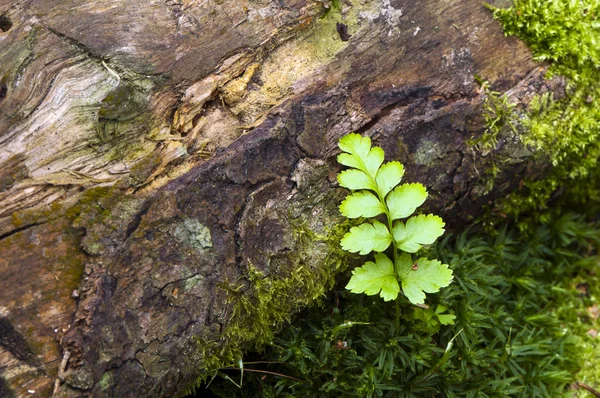 A fern — Stock Photo, Image