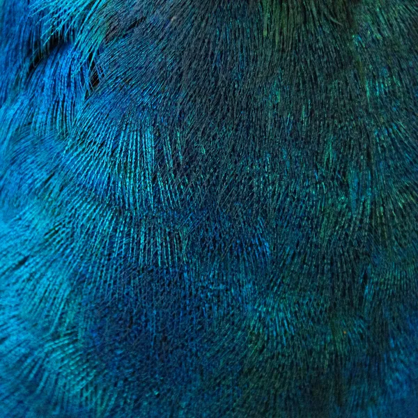 Feathers of a bird (peacock) — Stock Photo, Image