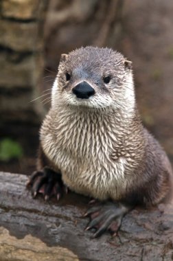 Otter clipart