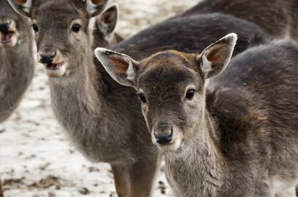 Fallow deer — Stock Photo, Image