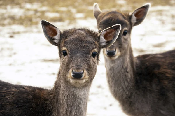 Fallow deer — Stock Photo, Image