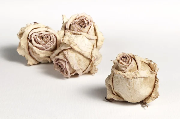 Dried roses — Stock Photo, Image