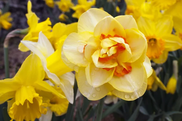 Daffodil (planta Narciso ) — Fotografia de Stock