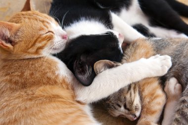 Uyuyan kedi yavruları