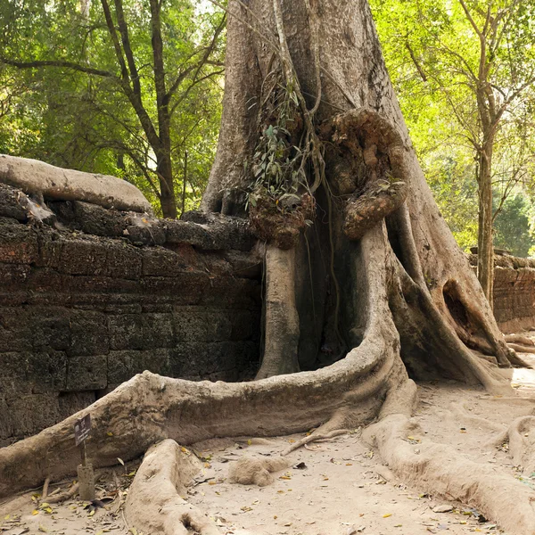Старая стена и дерево. Храм Та Прома, Камбоджа — стоковое фото