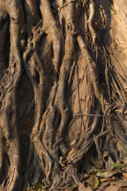 kök ve gövde ağacı