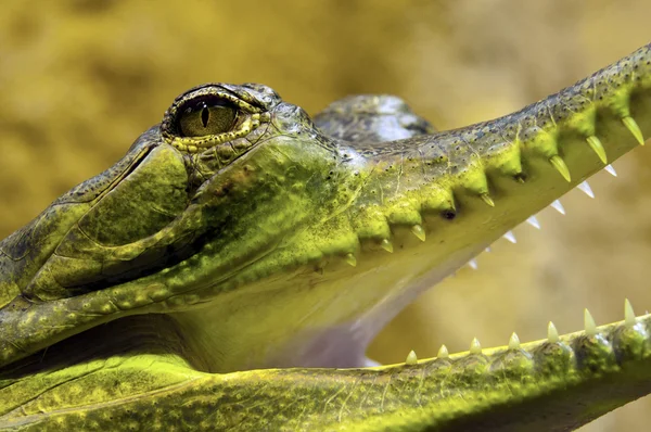 Szunda-krokodil is ismert, mint gavial — Stock Fotó