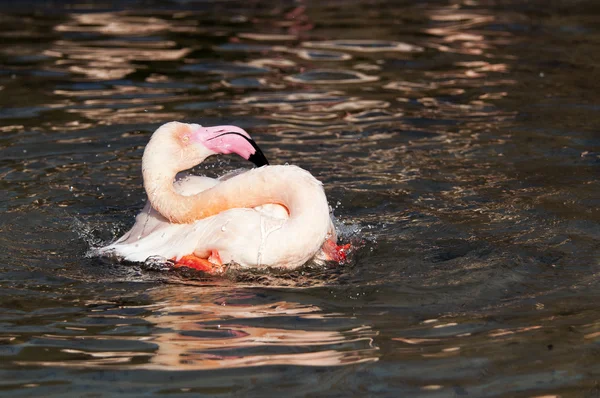 Flamingo — Stockfoto