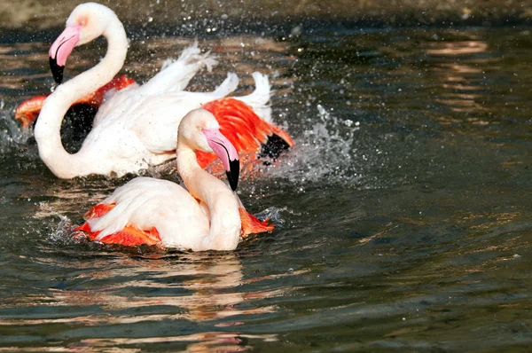 Flamant rose — Photo