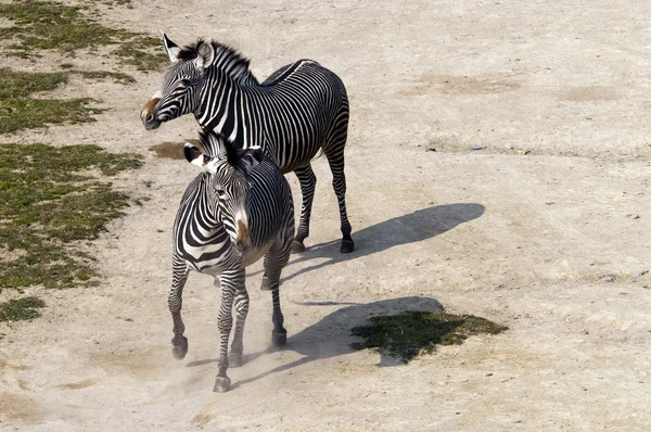 Zebras — Stockfoto