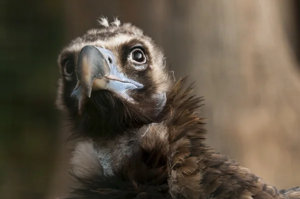 Vulture — Stock Photo, Image