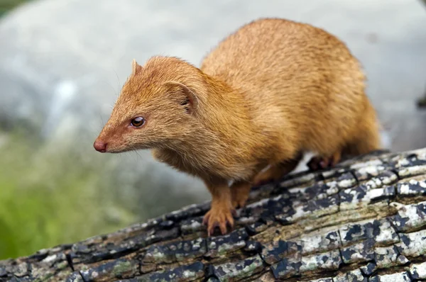 Štíhlé mongoose — Stock fotografie