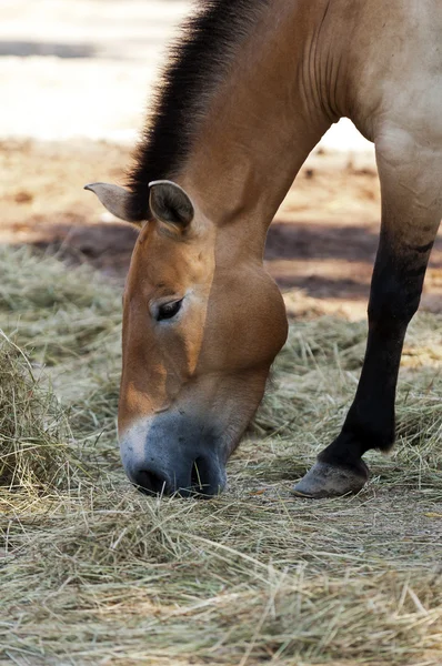 Przewalski'nın at — Stok fotoğraf