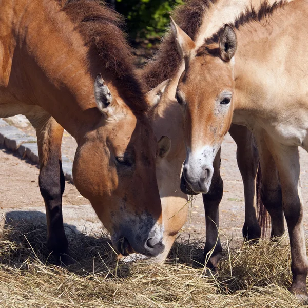 Przewalskis Pferd — Stockfoto