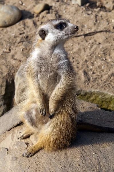 Meerkat or suricate — Stock Photo, Image