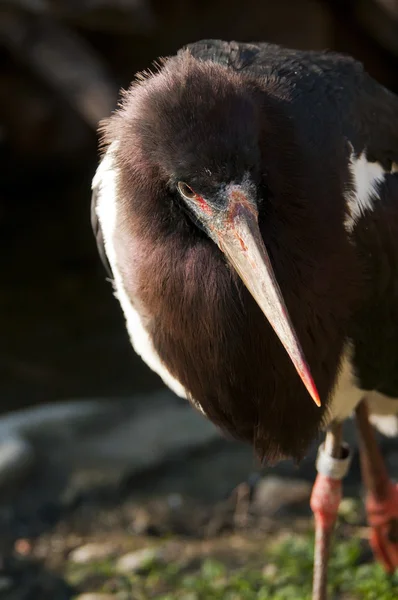 Abdim-Storch — Stockfoto