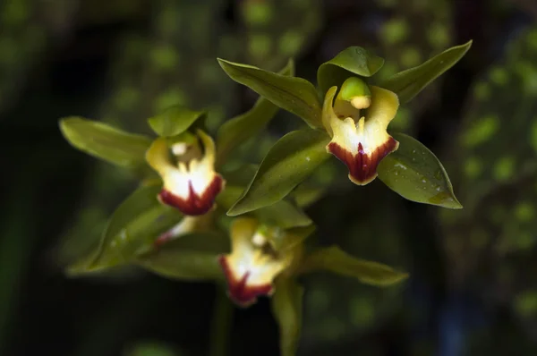 Orquídea — Fotografia de Stock