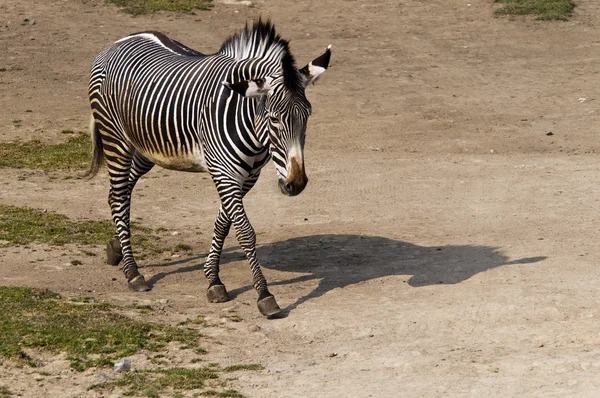 Zebra — Zdjęcie stockowe